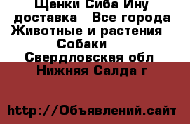 Щенки Сиба Ину доставка - Все города Животные и растения » Собаки   . Свердловская обл.,Нижняя Салда г.